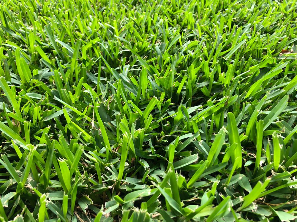 thick st augustine turf grass bright green and robust