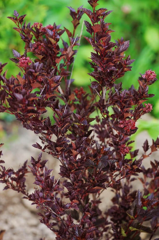 tiny wine shrub in a summer garden with lovely maroon and one of the shrubs with red leaves almost all year round. 