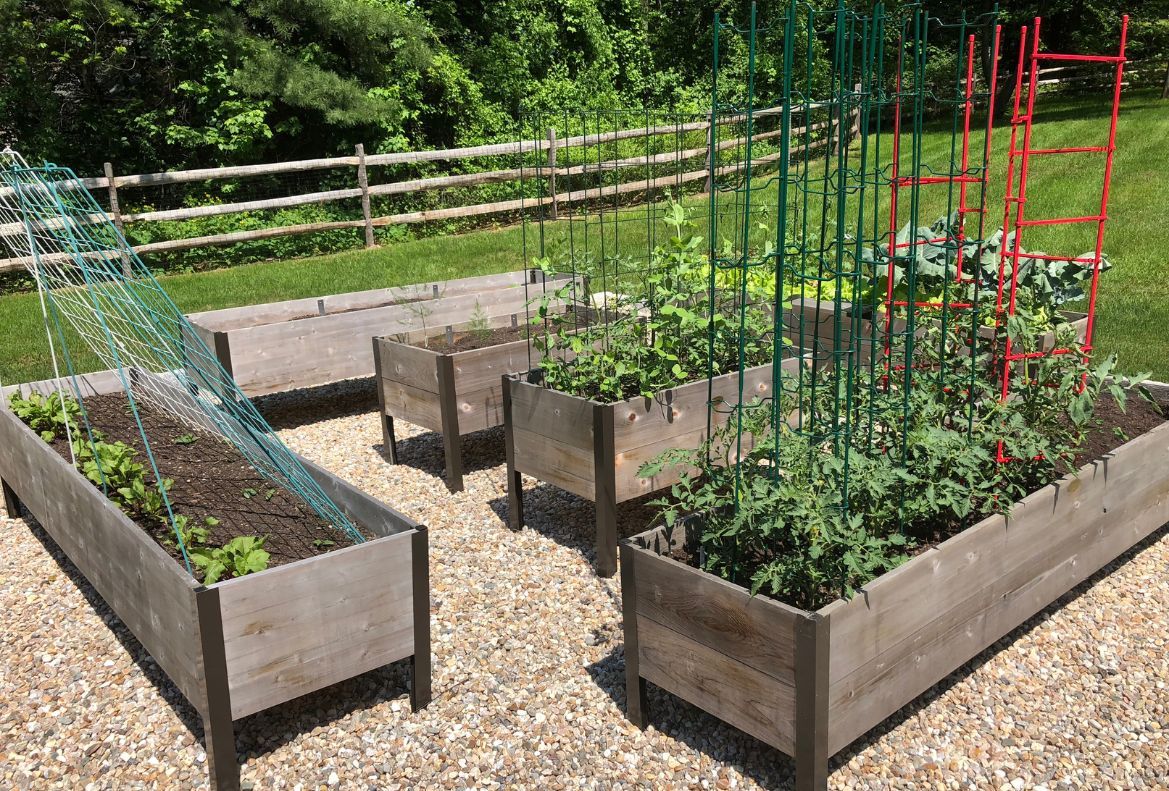 tomato plants in too short above ground raised garden bed
