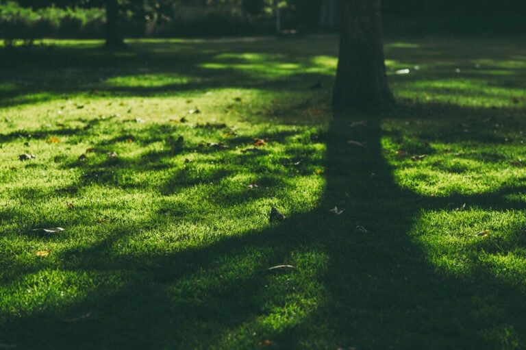 7 Best Grass for Shade In Texas + Tips for Growing In Shady Spots!