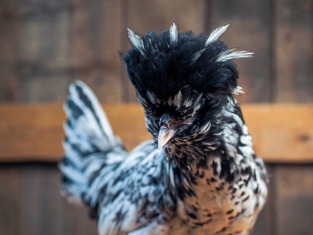 tremendously rare pavlovskaya silver chicken breed