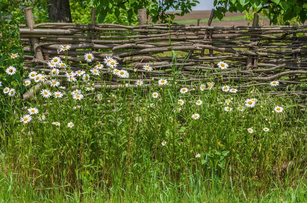 wattled fence in gardens with white chamomile flowers