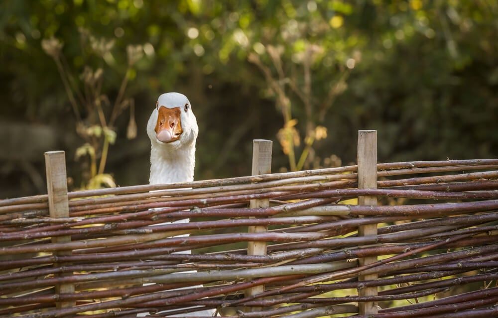 white goose peeking over a wattle fence