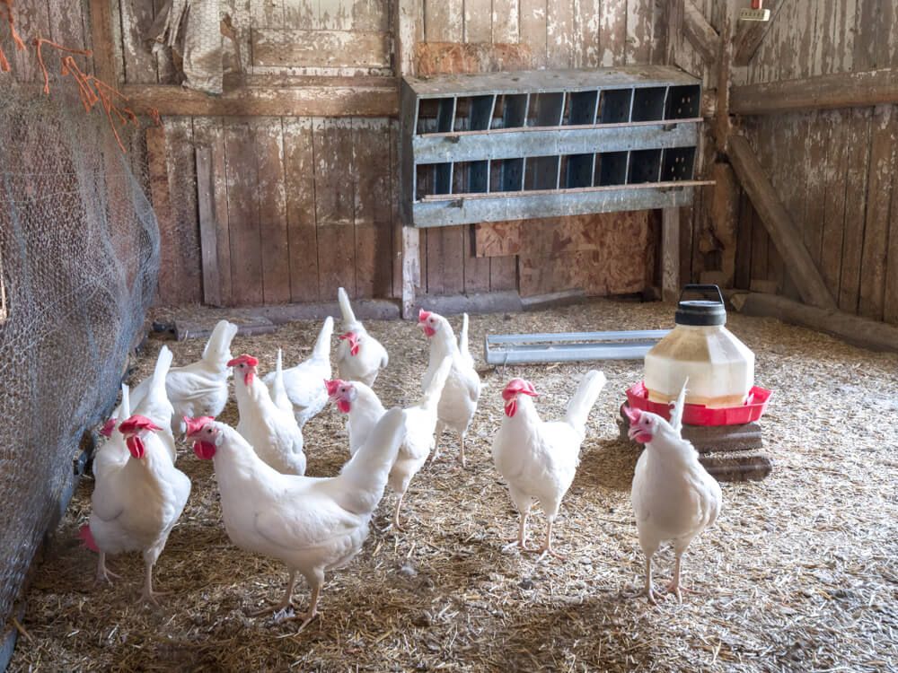 white laying hens in a rural chicken coop with metal nesting boxes