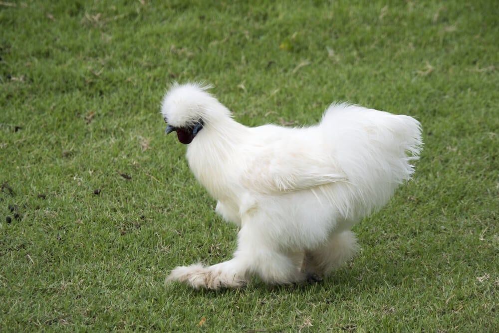 white silkie chicken exploring green pasture