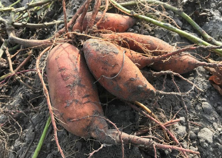 How to Tell If a Sweet Potato Is Bad (4 Clear Signs + Tips to Make Them Last)