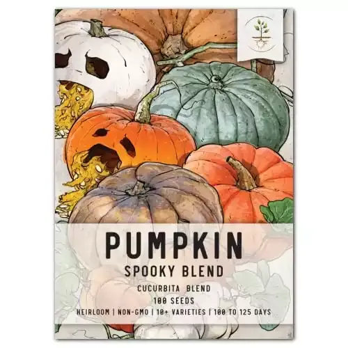 Seed Needs, 100+ Spooky Blend / Mixture Pumpkin Seeds for Planting (Lumina White, Jack O Lantern, Baby Boo, Blue Jarrahdale, Cinderella, Fairytale & More!) Heirloom, Non-GMO & Untreated Bulk