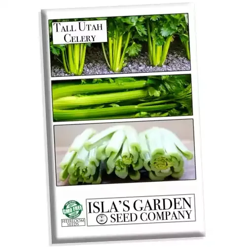 Celery Tall Utah 52-70 Improved Seeds, 2000+ Heirloom Seeds Per Packet | Isla's Garden Seeds