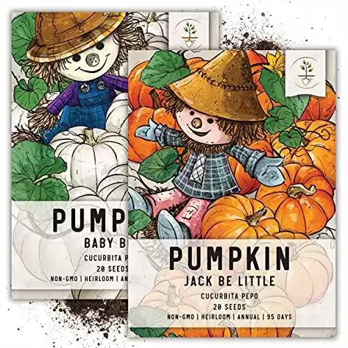 Miniature Pumpkin Seed Packet Collection | Seed Needs
