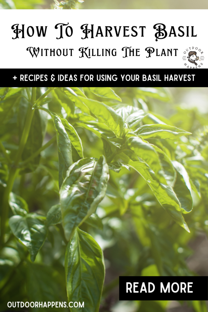 How To Harvest Basil Without Killing The Plant + Recipes & Ideas For Using Your Basil Harvest