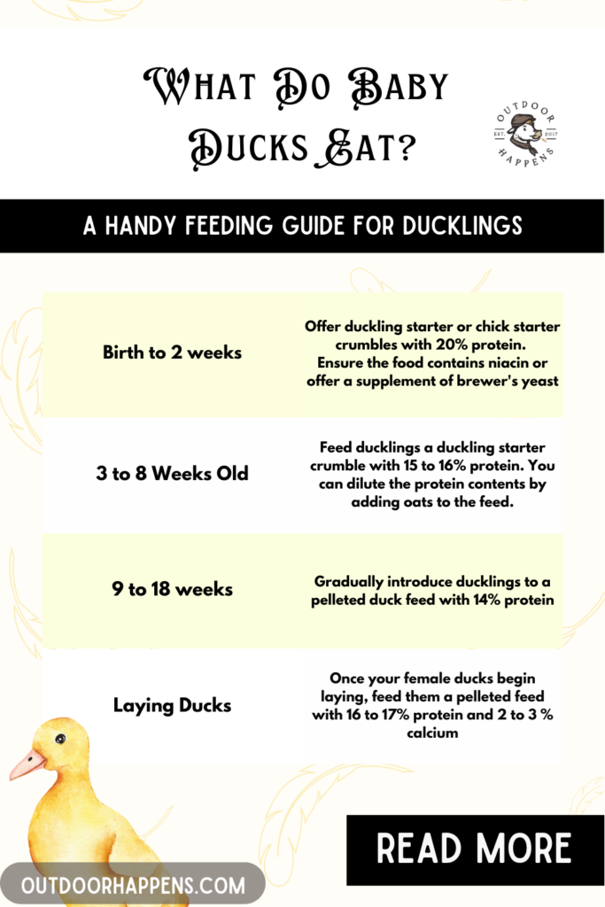 What Do Baby  Ducks Eat Chart