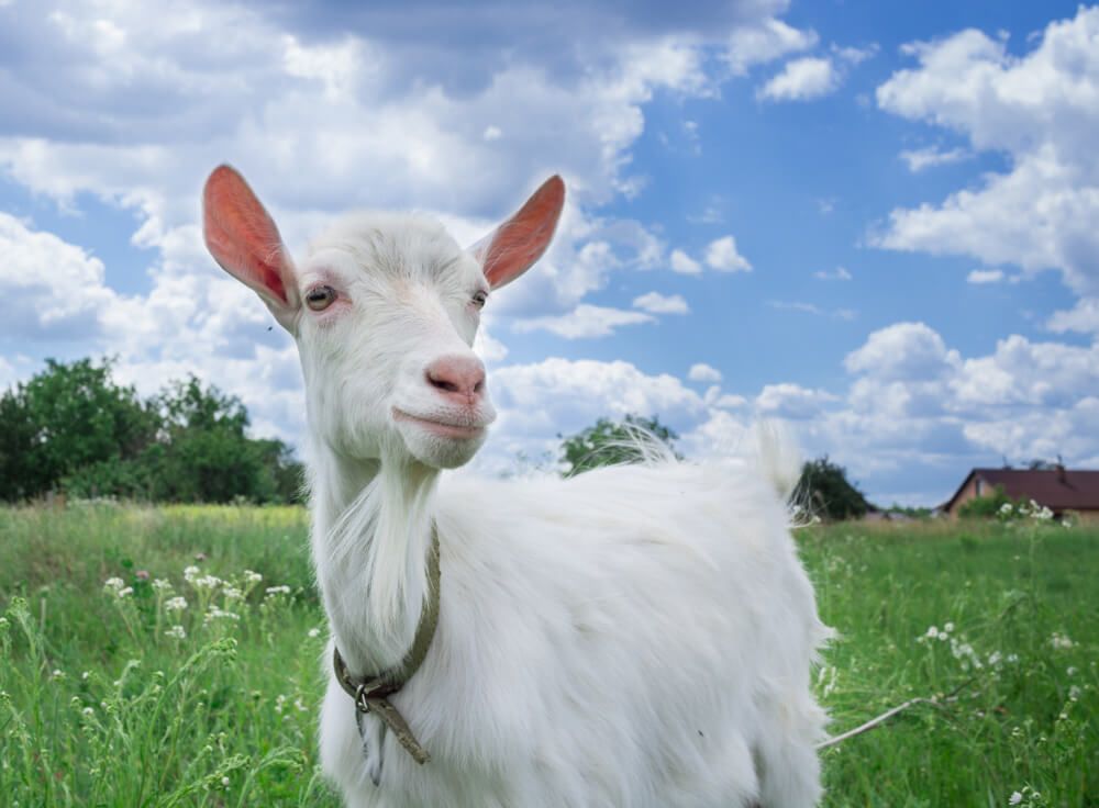 adult goat on green grass forage enjoying a free range lifestyle