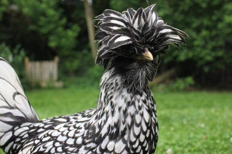 bearded silver laced pullet chicken free ranging and foraging