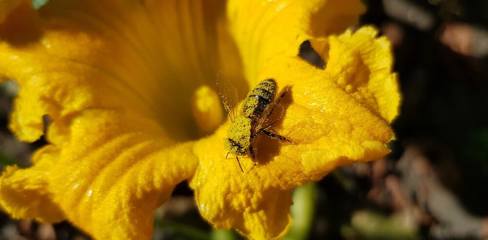 bee with boatloads of pollen visiting a yellow squash flower in the garden