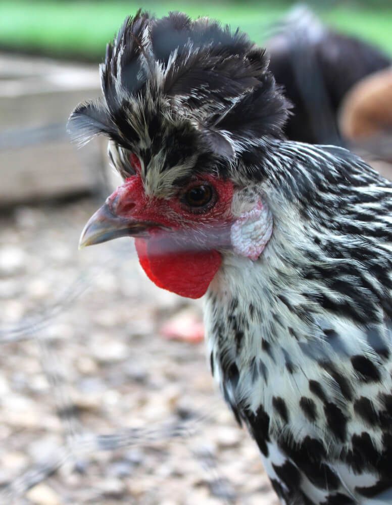 black and white appenzeller spitzhauben hen with lovely feathers