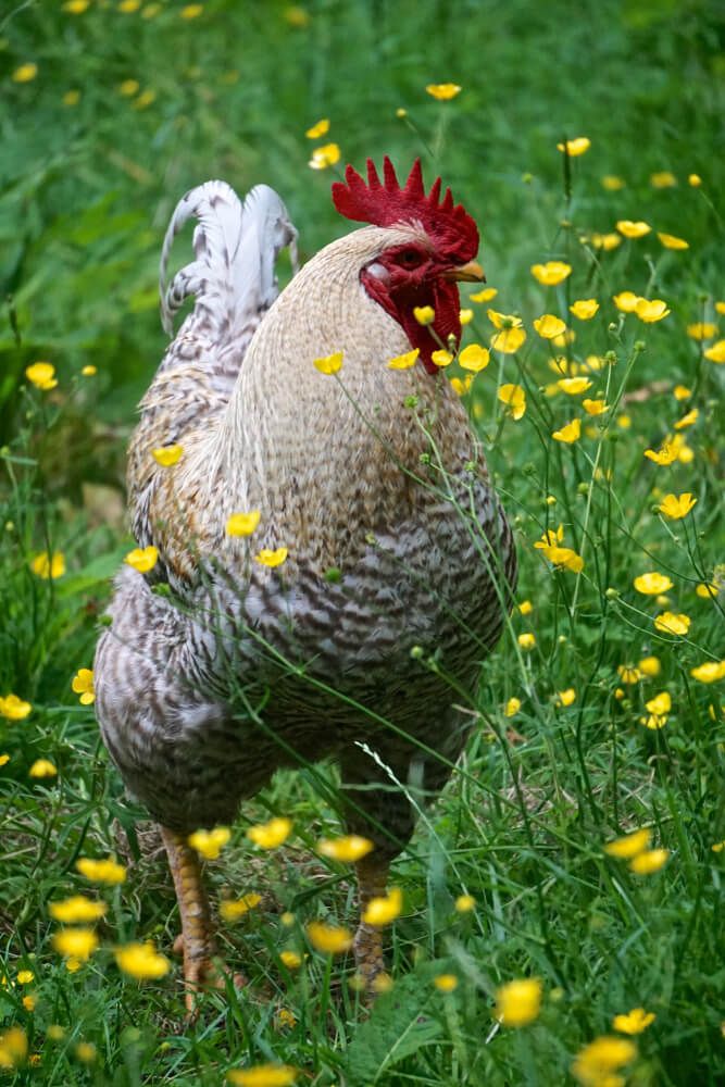 black and white dumpy chicken with green grass and yellow wildflowers