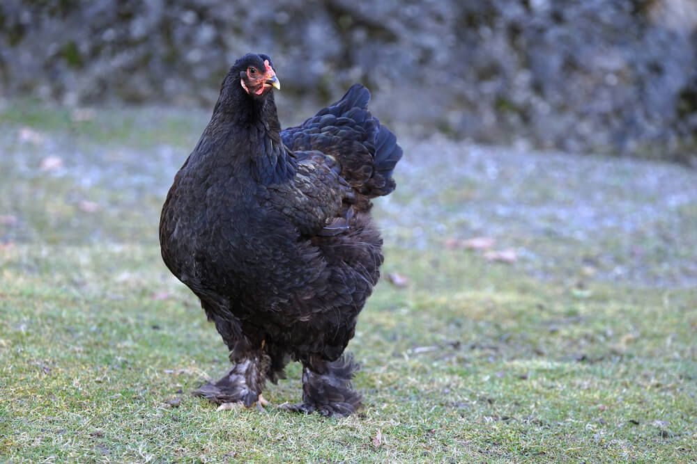 black feathered cochin chicken standing in the backyard