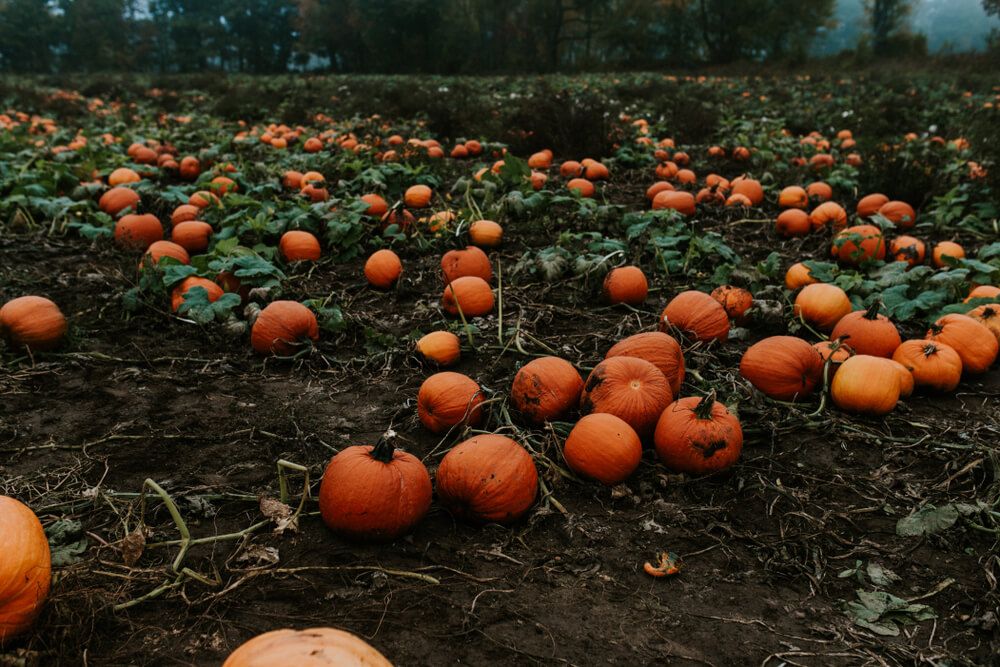bountiful fall pumpkin patch harvest on a dark and cloudy fall afternoon