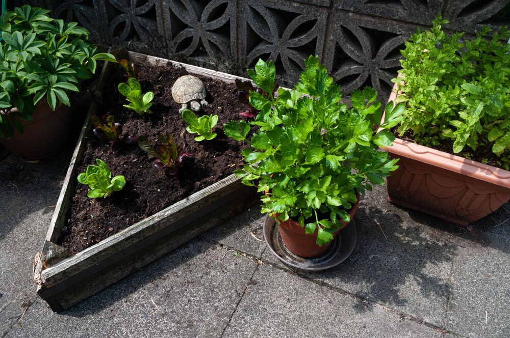 celery growing in a pot adjacent to triangular lettuce bed and mint plant