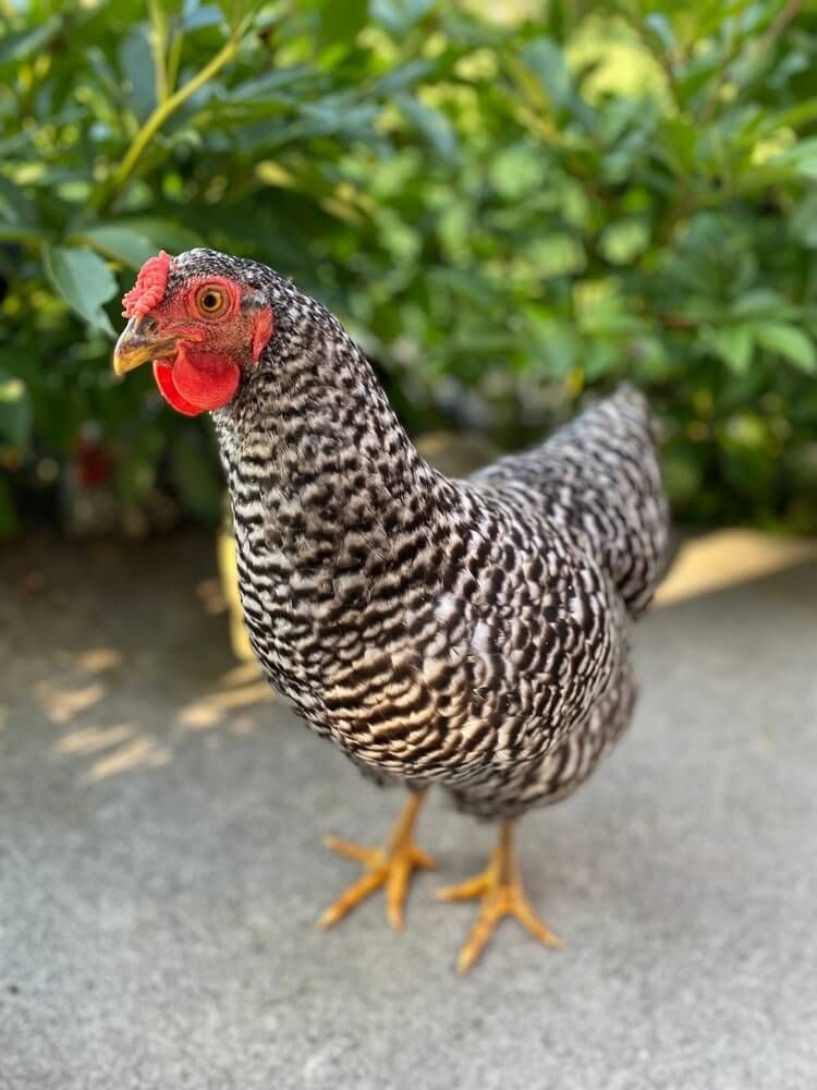 curious dominique chicken exploring the backyard free ranging