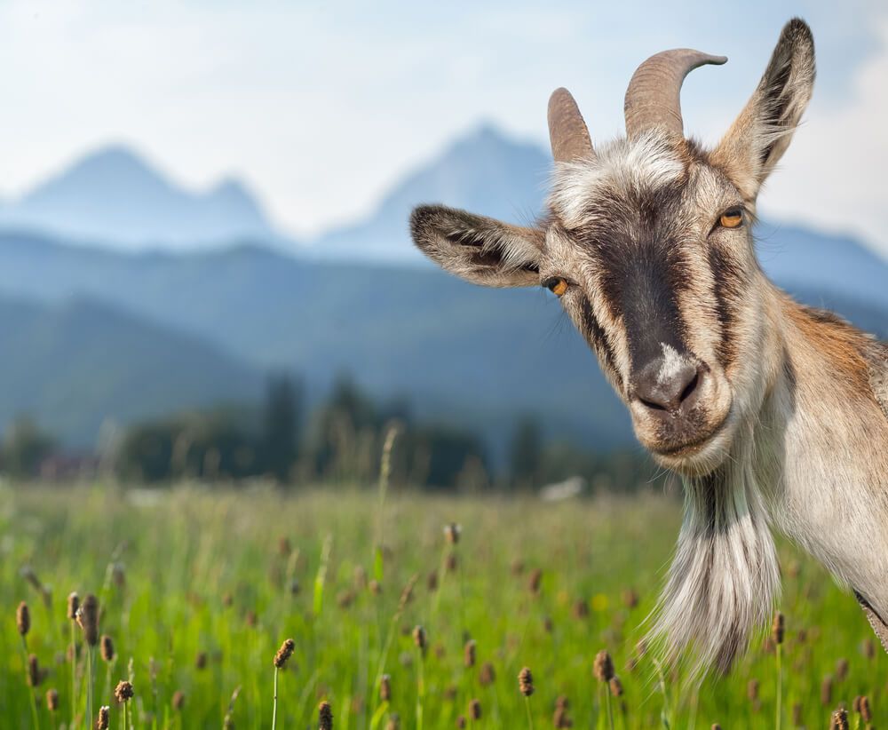curious goat staring at camera and standing in a green summer meadow