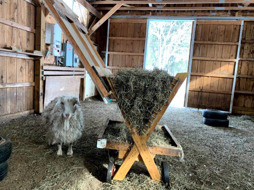 custom barnyard hay feeder for hungry goats