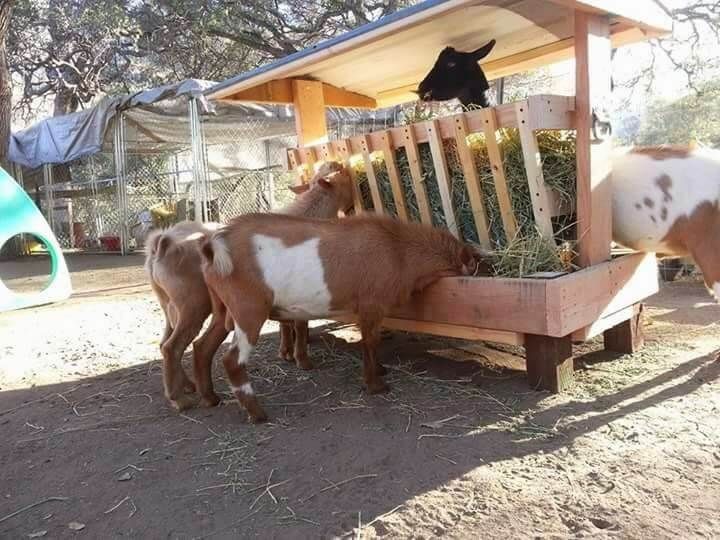 custom diy hay feeder for goats