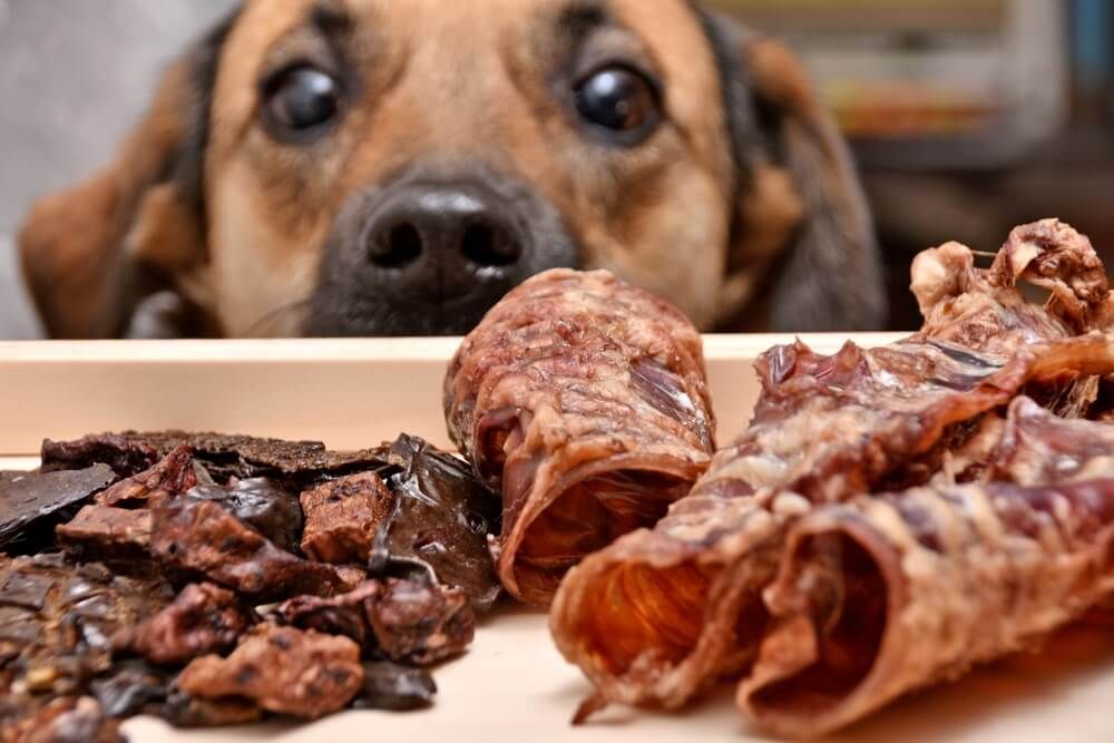 dried meat treats for our hungry and affable hounds