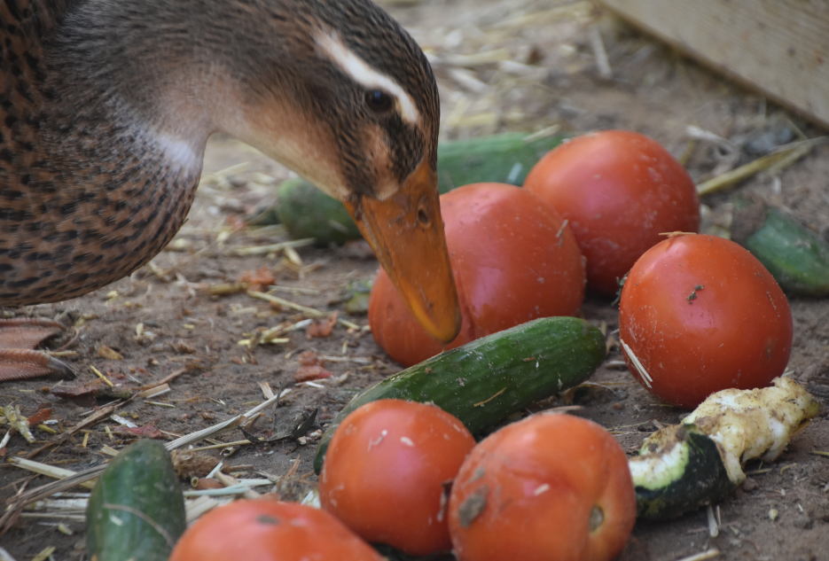 duck eating cucumbers and tomatoes as treats