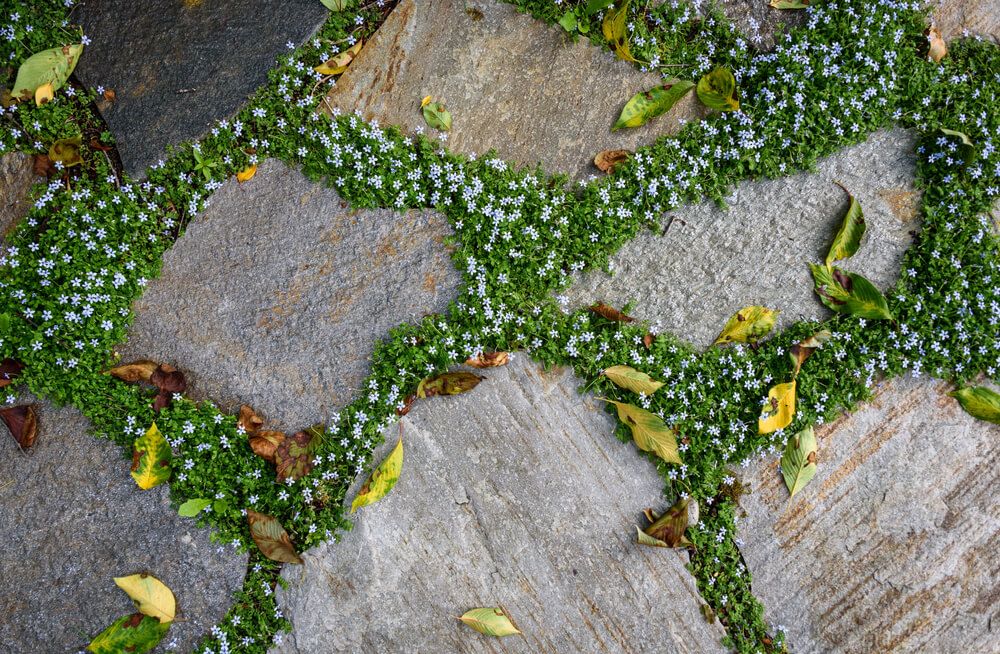 elegant flagstone patio pavers with creeping blue star growing in between the stones