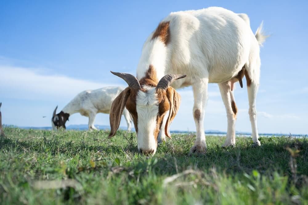 goats foraging on a sunny and green summer meadow
