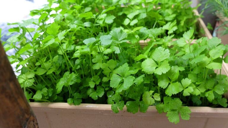 Growing Celery In Containers – The Ultimate Celery Garden Guide!