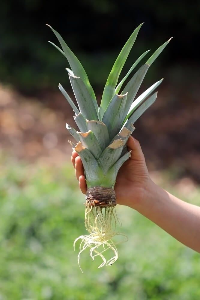 holding a pineapple crown with long healthy roots ready to plant