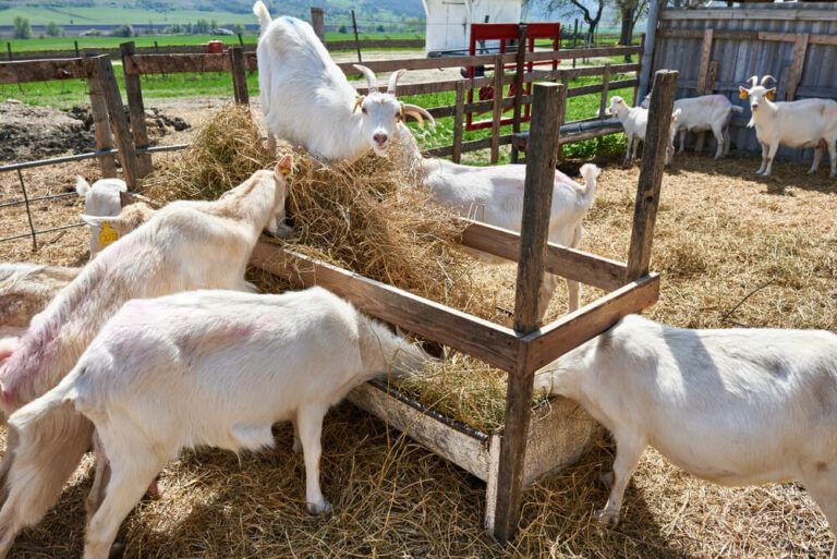 Homemade DIY Hay Feeder for Goats [17 Designs and Plans!]