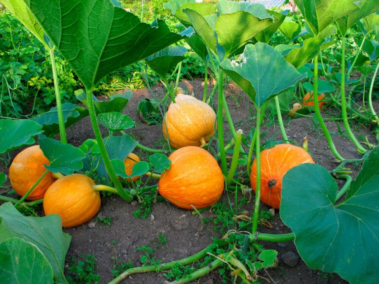 How Many Pumpkins Per Plant to Get the Best Yield + Growing Tips!