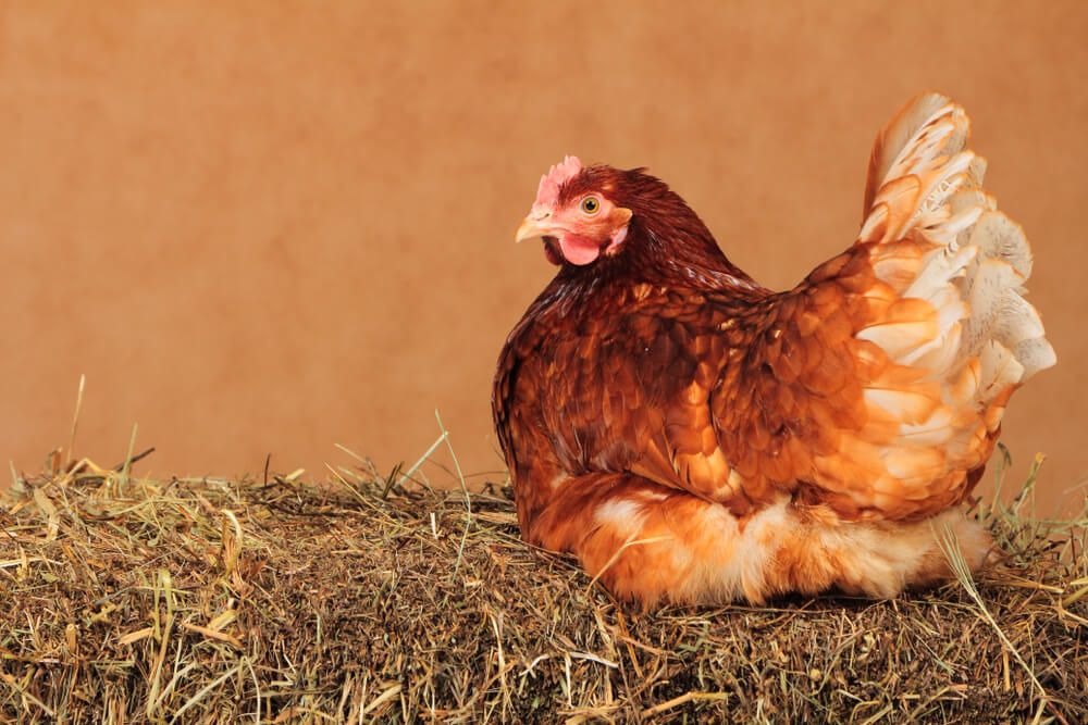 lovely lohmann brown chicken relaxing on fluffy haystack