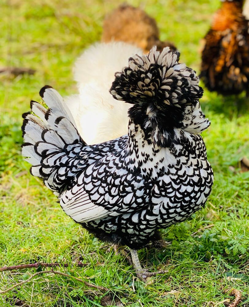 lovely silver laced chicken standing in the grass