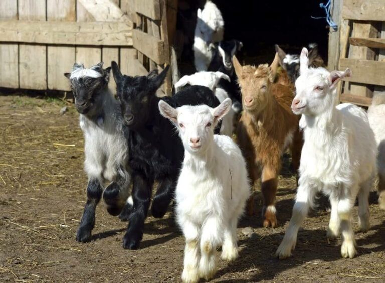 How Much Does a Goat Cost to Buy and Raise on Your Homestead?