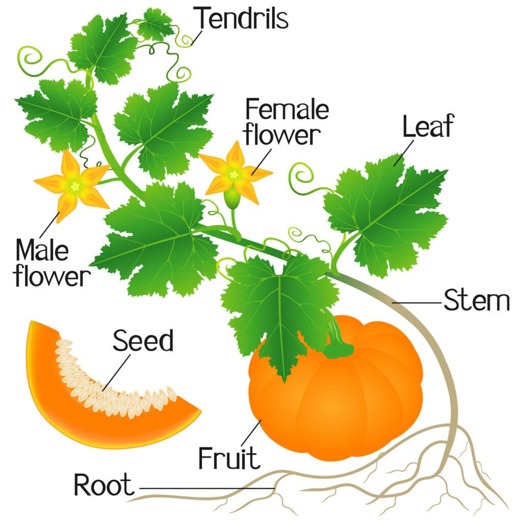 neat pumpkin plant illustration showcasing the pumpkin plant parts