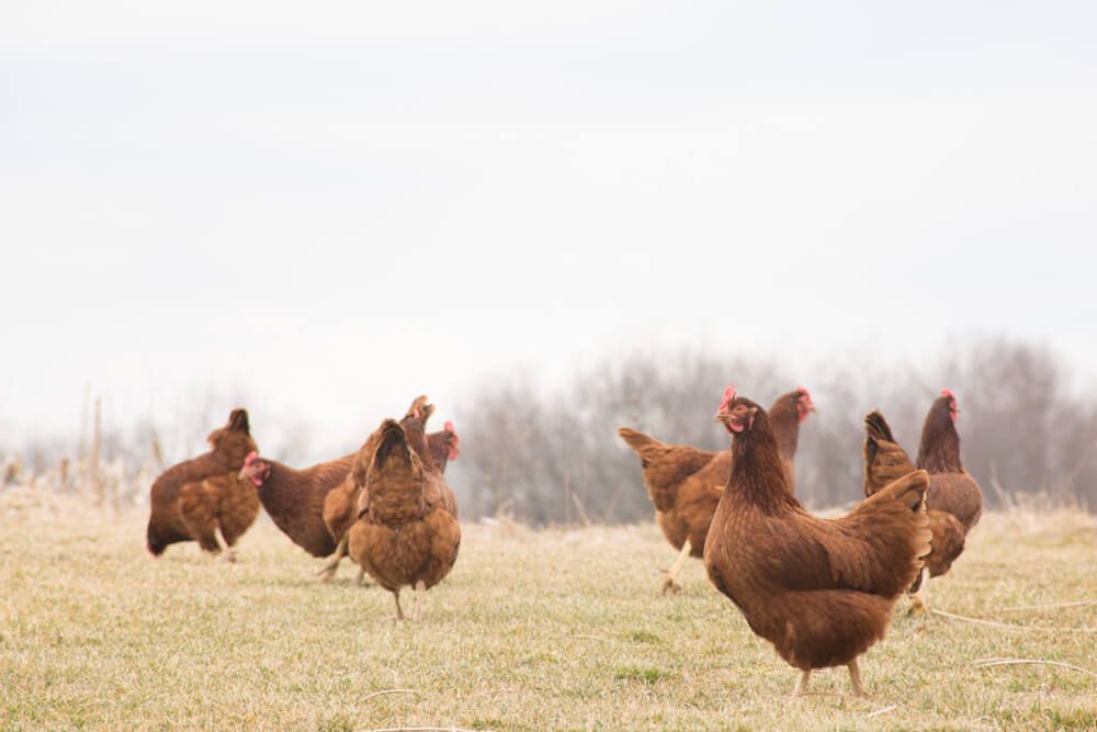new hampshire chicken flock foraging in field
