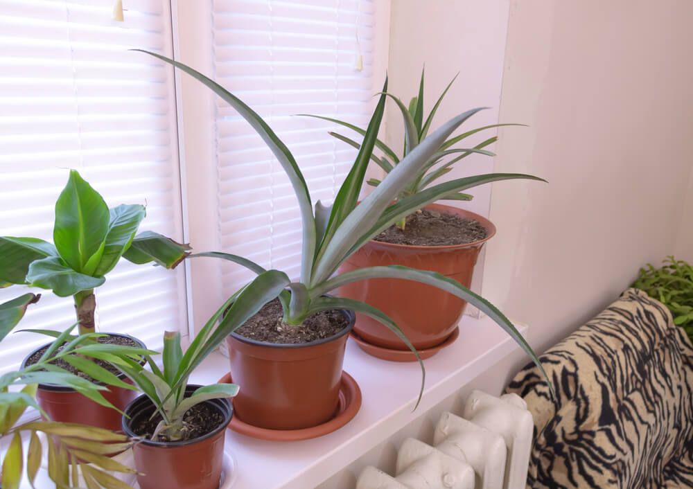 potted pineapple plants growing indoors on the windowsill