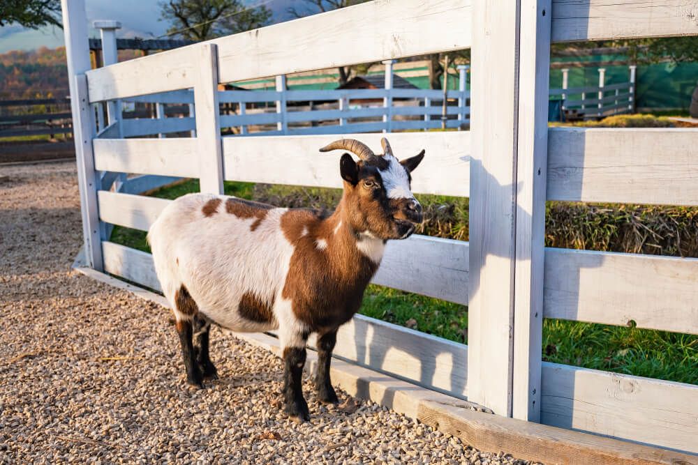 pygmy goat standing near wooden fence on rural farm
