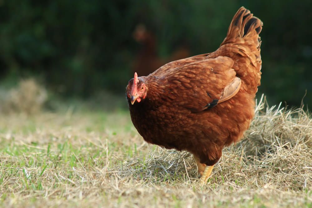 rhode island red hen foraging on grass fields