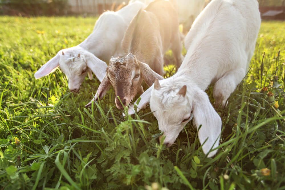 three goat kids foraging and grazing for lunch