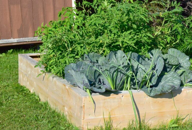 9 Disadvantages of Raised Garden Beds [and Tips to Make It Work]