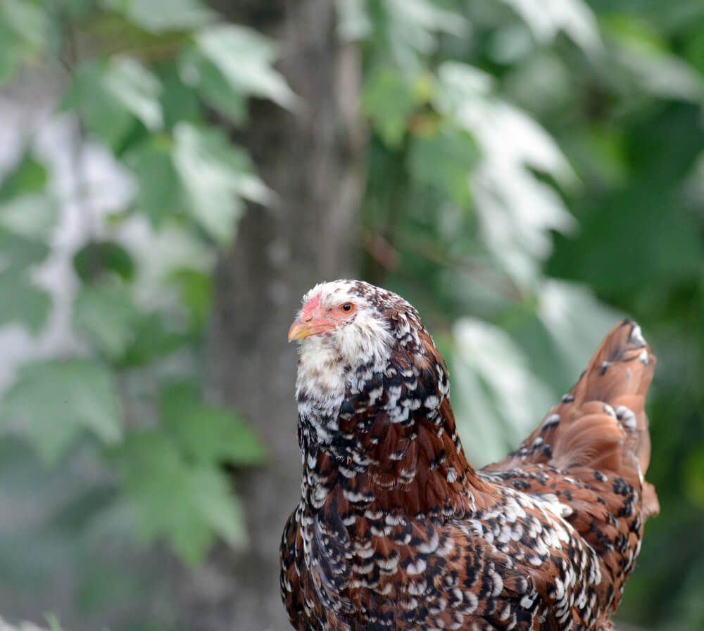 white black and brown spangled russian orloff chicken with lush green background