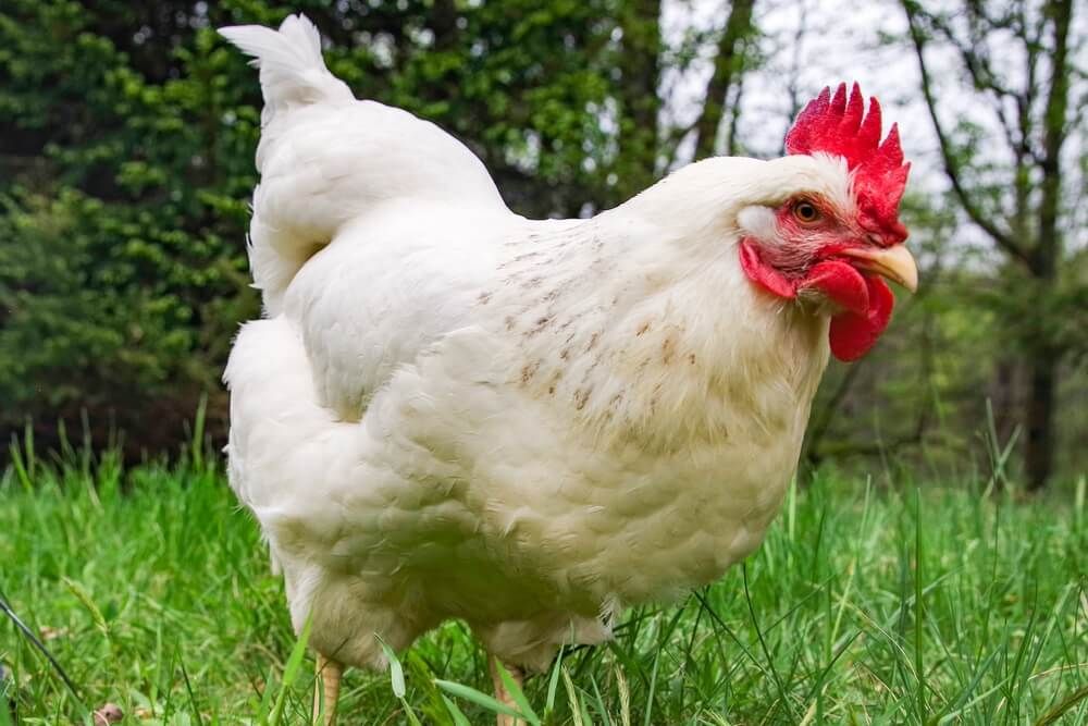 white delaware chicken standing in the green grass