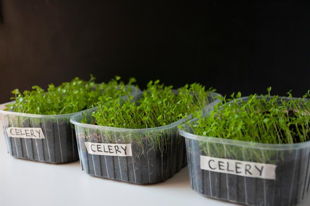 young celery sprouts growing neatly in containers