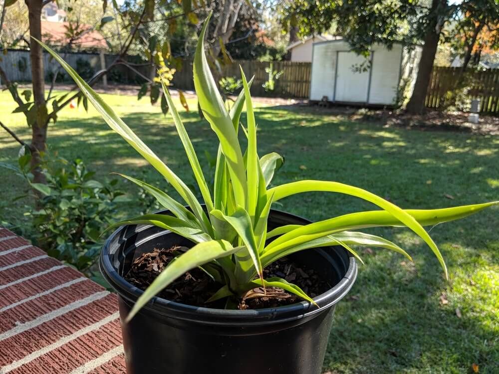 young potted pineapple plant growing outdoors