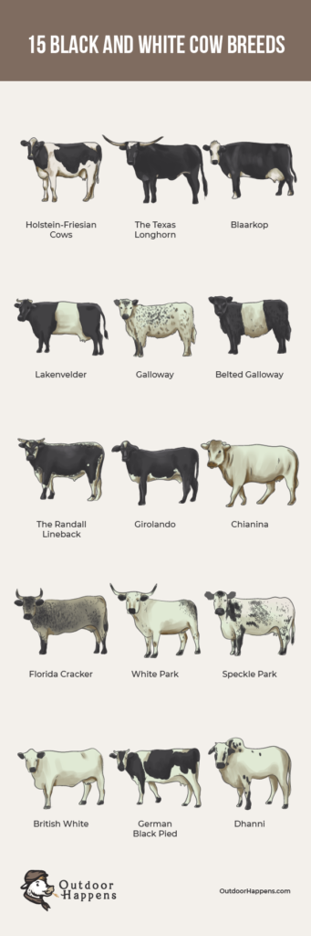 An infographic depicting 15 stunning black and white cow breeds, from the Holstein to the Belted Galloway, the German Black Pied and the Texas Longhorn! Check out our favorite black and white cow breeds, with stunning photos. 